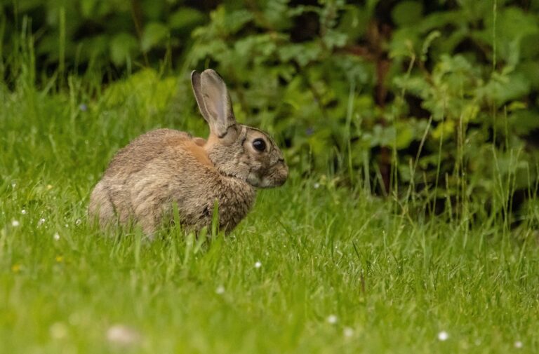 European rabbit,