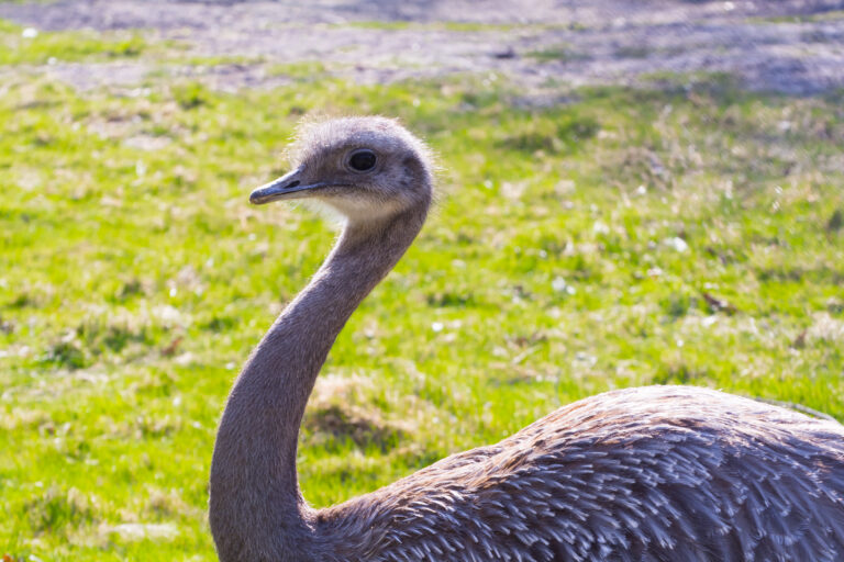 Nandu patagonic