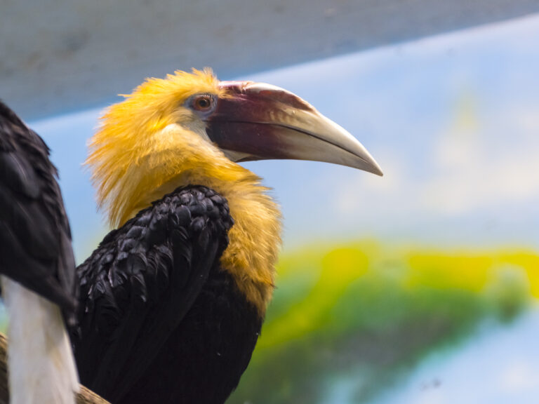 Papuan hornbill