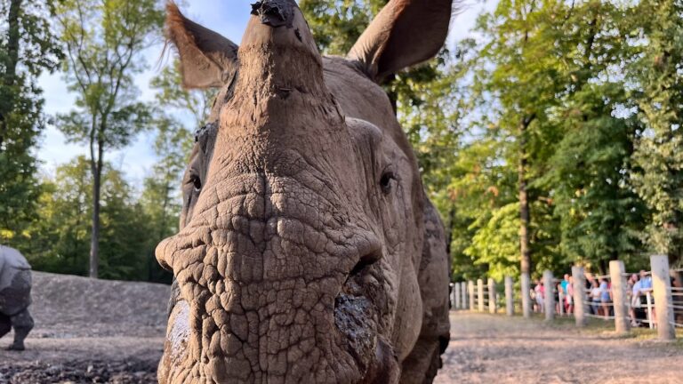 Greater One-horned Rhino,