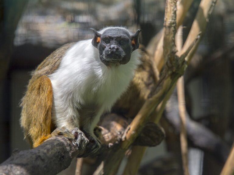 Pied tamarin,