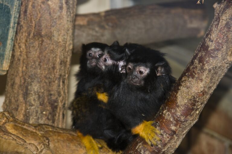Red-handed tamarin,