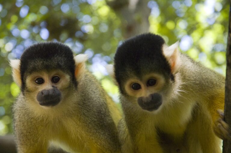 Bolivian squirrel monkey,