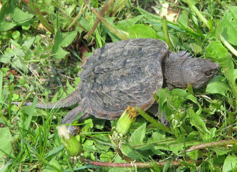 Snapping turtle,