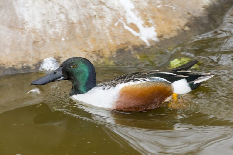 Northern Shoveler