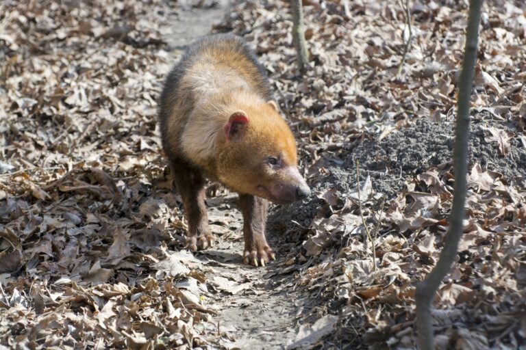 Bush dog,