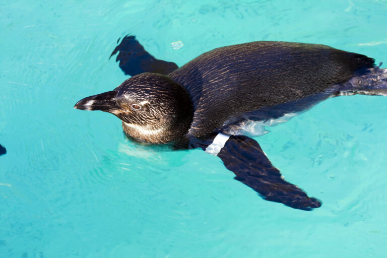 Pinguinul african