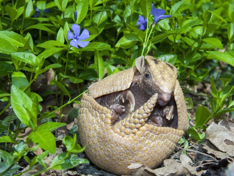 Southern three-banded armadillo,