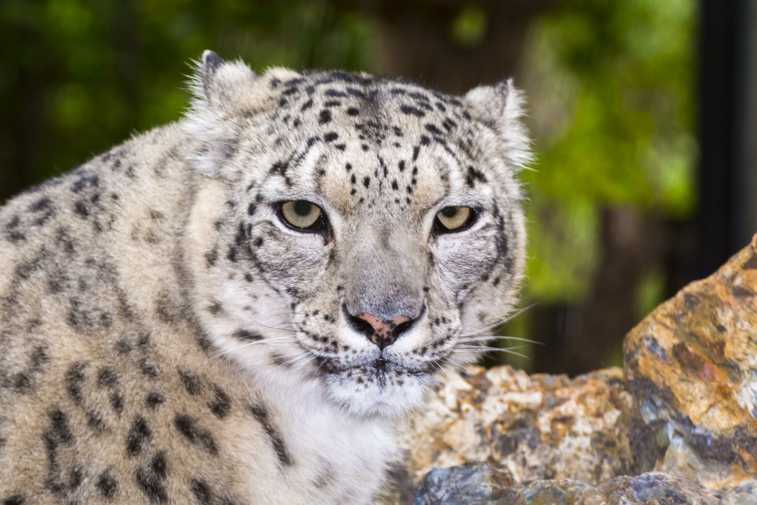 Leopard zăpezilor | Zoo Szeged