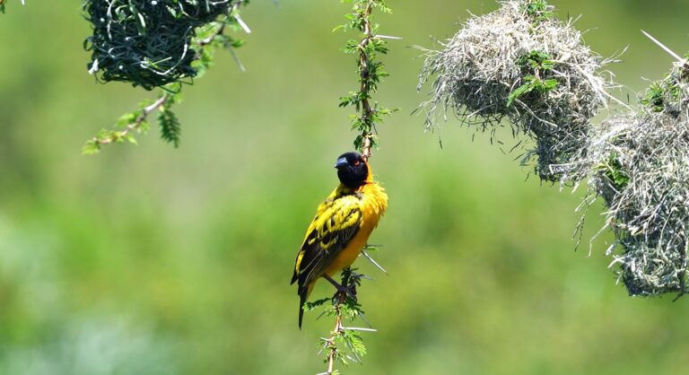 Village Weaver