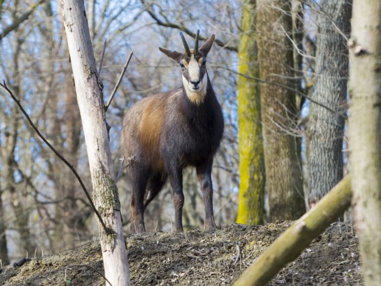 Chamois,