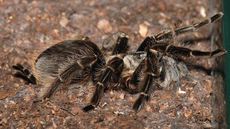 Kovrdžava tarantula