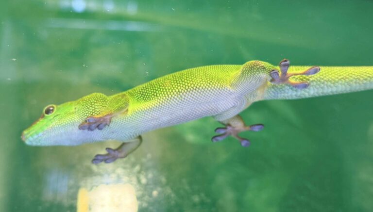 Madagascar giant day gecko