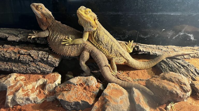 Bradata agama