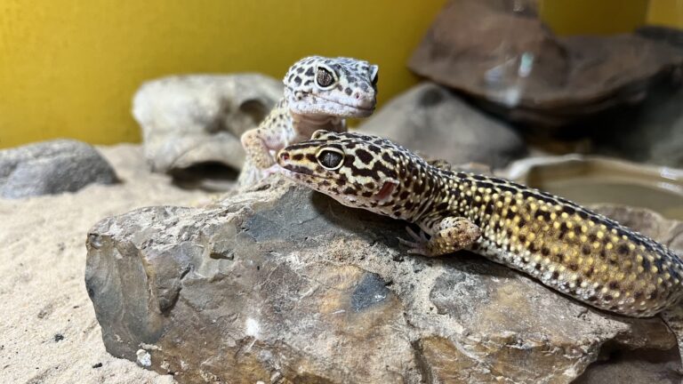 Common leopard gecko