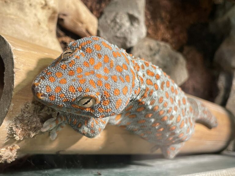 Tokay gecko