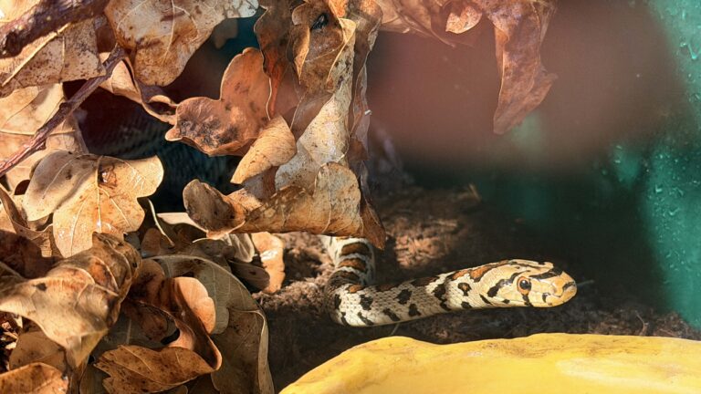 Zmija leopard