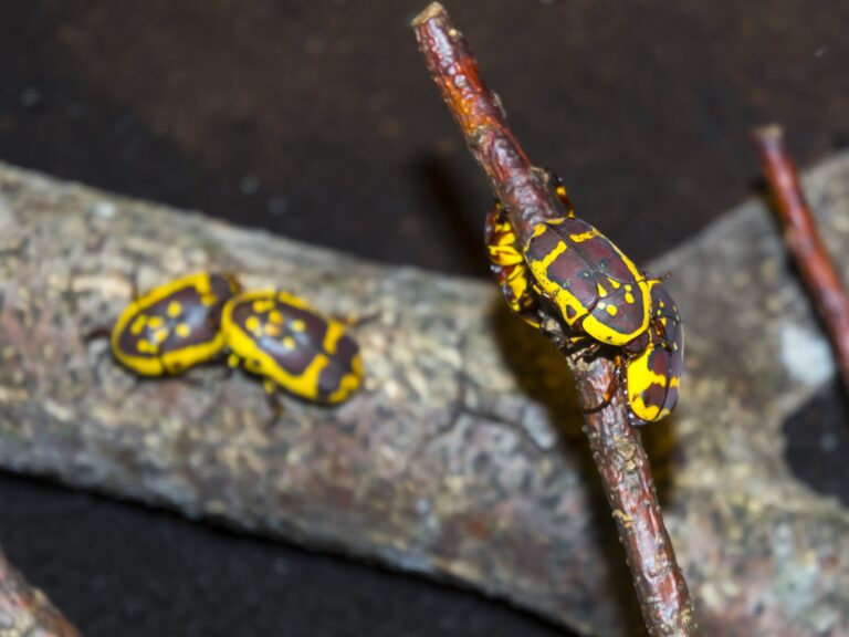 African fruit beetle