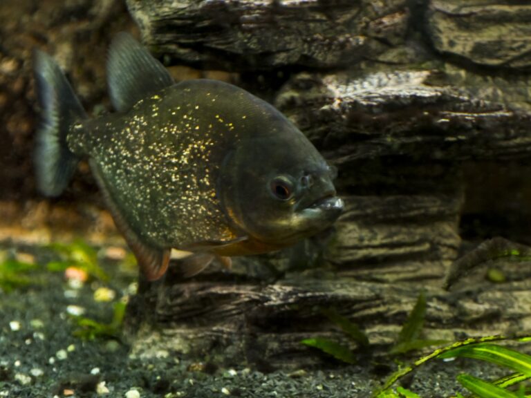 Crvena pirana