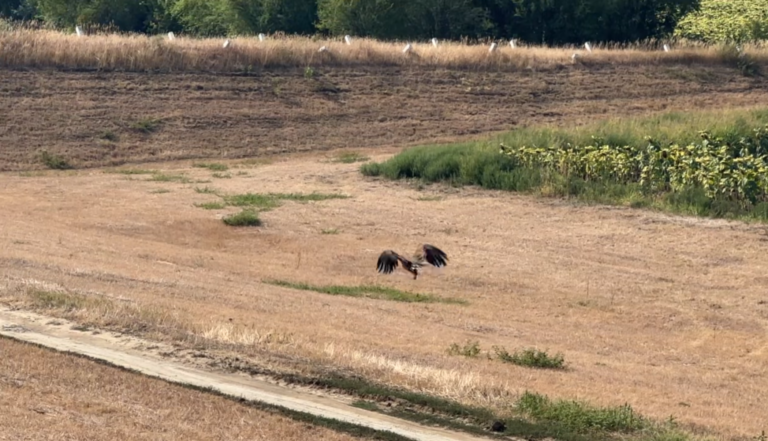 Szabadon engedtük a határrendészet munkatársai által talált rétisast