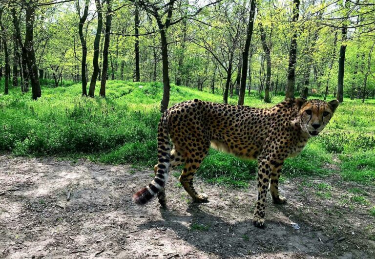 Animal talk&feeding: Ghepard