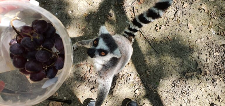 Animal talk&feeding: Lemur cu coadă inelată