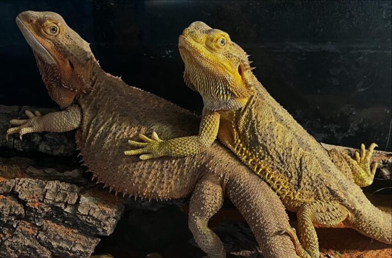 Animal talk&feeding: Nu te teme de mine – cunoaște-mă! Animale mai puțin îndrăgite