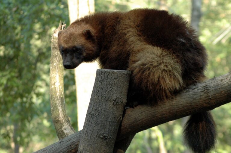 Animal talk&feeding: Gluton