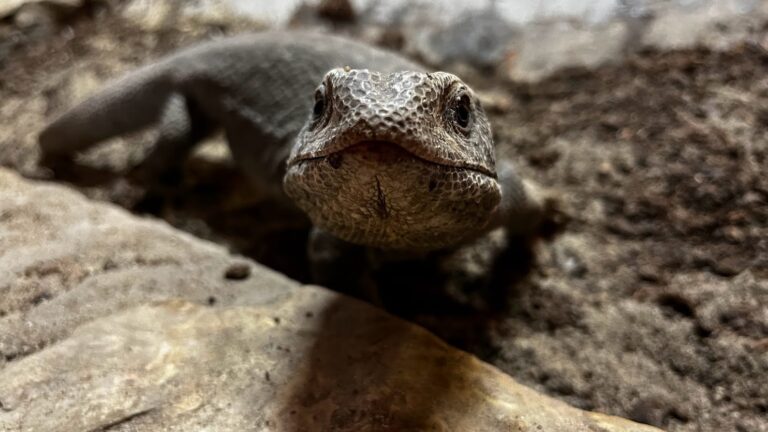 Animal talk&feeding: Varan de savană