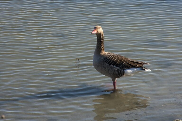 Greater white-fronted goose