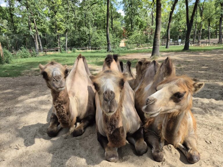 Animal talk&feeding: Cămila bactriană