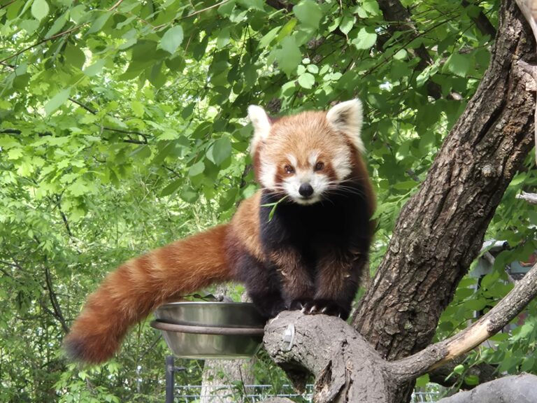Animal talk&feeding: Panda roșie