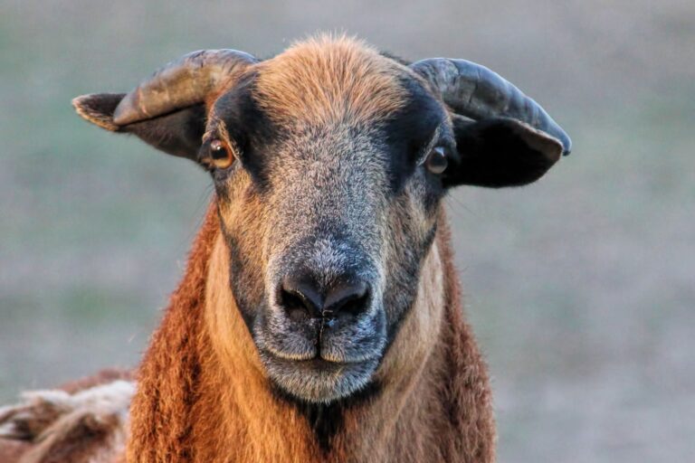 Cameroon dwarf sheep