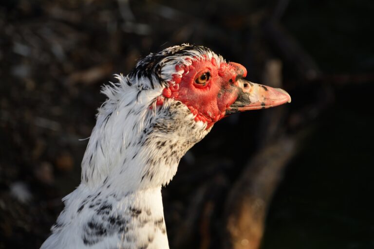 Muscovy duck