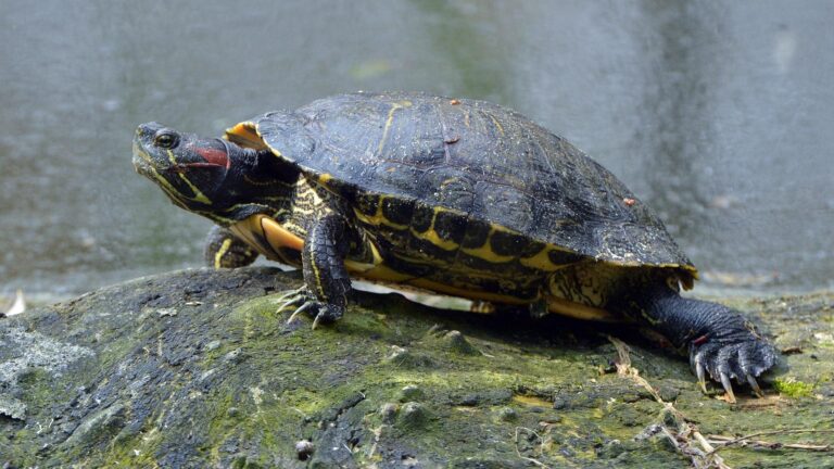Pond slider