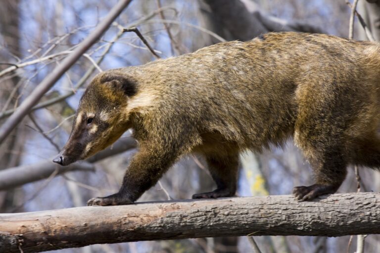 Animal talk&feeding: Coati sud-american