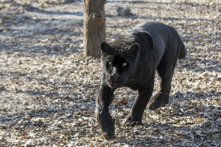 Animal talk&feeding: Jaguar