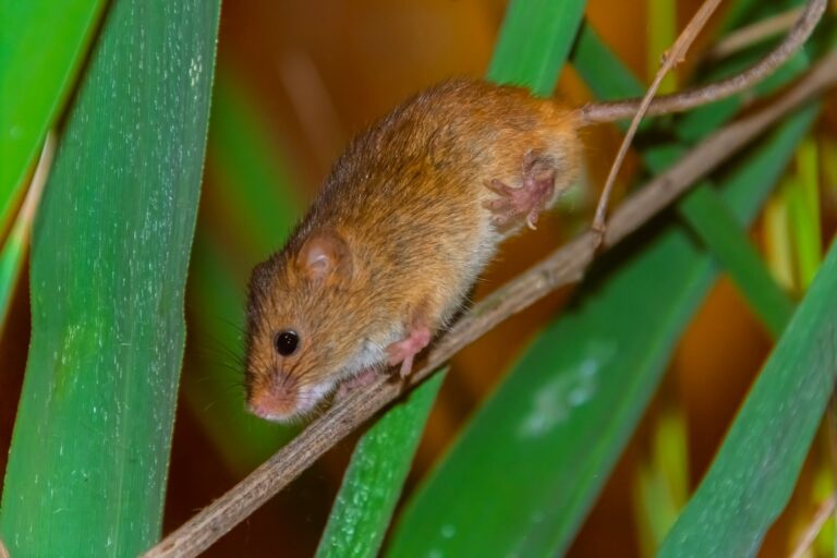 Eurasian harvest mouse