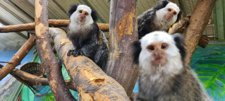 White-fronted marmoset