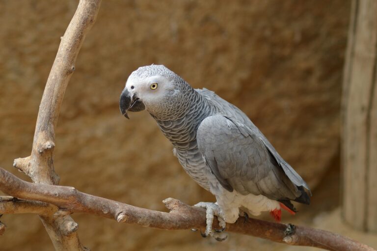 Grey parrot