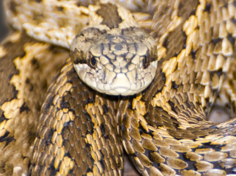 Rákosi vipera